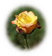 Sweet rose greeting card