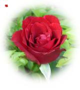 love greeting card red rose