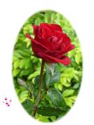 love greeting card red rose