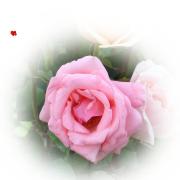 love greeting card pink rose