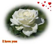 white rose love card