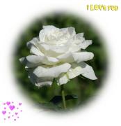 white rose love card