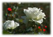 white rose love card