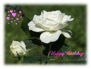 white rose love card