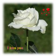 white rose love card