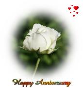 white rose love card