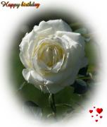 white rose love card