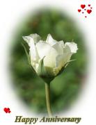 white rose love card