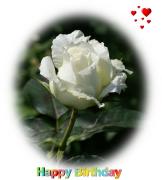 white rose love card