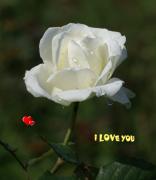 white rose love card