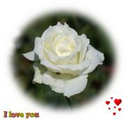 white rose love card