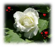 white rose love card