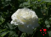 white rose love card