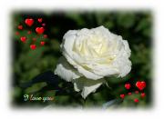 white rose love card