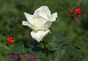 white rose love card