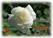 white rose love card