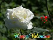 white rose love card