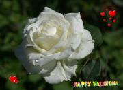 white rose love card