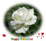 white rose love card