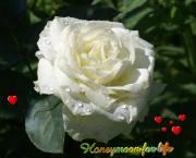 white rose love card