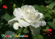 white rose love card