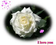 white rose love card