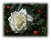 white rose love card