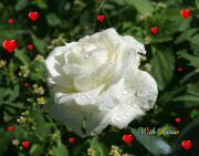 white rose love card