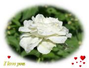 white rose love card