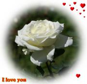 white rose love card