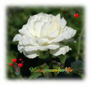 white rose love card