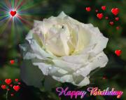 white rose love card