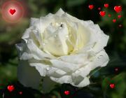 white rose love card