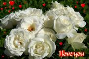 white roses love card