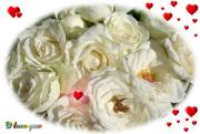 white roses love card