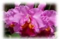 Cattleya Orchideen