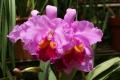 Cattleya Orchideen