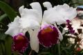 Cattleya Orchidee