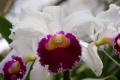 Cattleya Orchidee