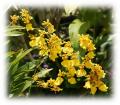 Gelbe Oncidium Orchidee