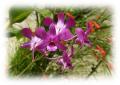 Violette Orchidee