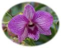 Violette Orchidee