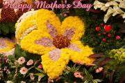 Flowers - Happy Mother's Day