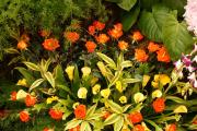 Orange roses and Calla Lily