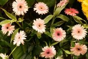 Pink Gerbera