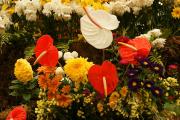 Exotic tropical flower arrangement with red and pink Flamingo flowers