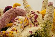 Chrysanthemums in bloom - white, yellow and pink blossoms