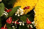 Red Anthurium flowers arrangement