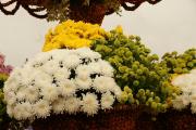 Chrysanthemums arrangement ecard