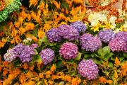 Tropical Hortensia flower arrangement